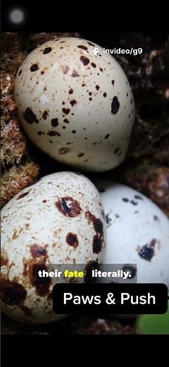 Do you know what is inside?