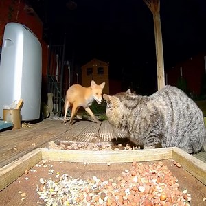 17K views · 200 reactions | Foxes try to snatch food from cats #animals #animalsattack #hunting #fox #cat | Nature Diary | Facebook