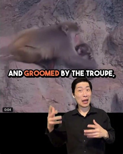 Punch The Monkey パンチくん Short 3