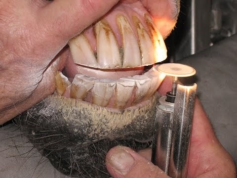 Equine Dentistry Made Easy to Understand