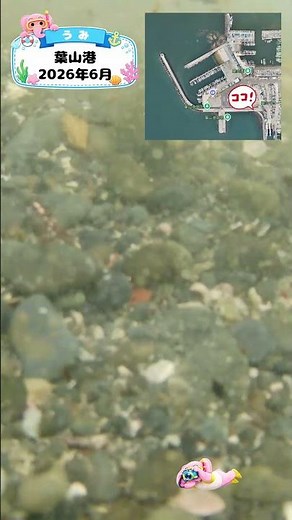 知育動画で楽しく学ぶ【水中映像】今日は魚いるかな？🐟 葉山港の海の中🌊2026年6月