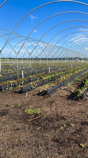 Air Trays BMP Logic sensors = next-level precision. 🌡️💧Monitor root zone moisture in real time and automate irrigation — all from your phone. Smart trays. Smarter growing. 🌾#SmartFarming #BMPLogic #AirTrays #AgTech #SoilSensors #IrrigationAutomation #PrecisionAg | BMP Logic