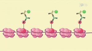 Assessing DNA Damage Foci: To Identify Radiation-Induced DNA Damage Foci in Cancer Cell Line Using Immunofluorescence Staining