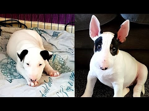 Cutest Bull terrier puppy compilation you will ever see