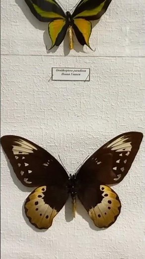 Birdwings, Butterflies Ornithoptera, Papilionidae, are Unique Flying Pearls of Tropical Jungles