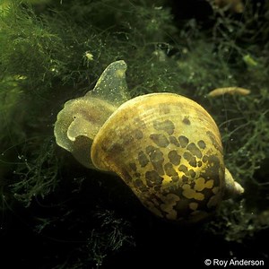 Radix auricularia ~ Everything You Need to Know with Photos | Videos