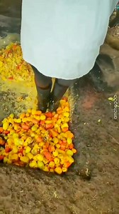 Extracting process of Niro #cashewjuice #goantradition #amchegoa 📹 Ravesh | Amche Goa