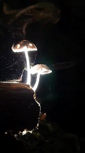What an incredible video that was captured of mushrooms releasing spores into the wind! Nature is spectacular. Video credit: Villareal C. Jojo | Paul Stamets