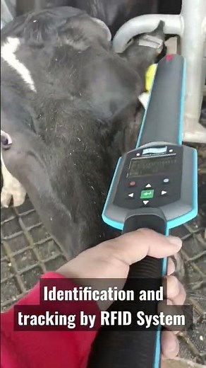 Cows identification and tracking by RFID system