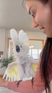 Sweet Pea reacts to seeing another cockatoo for the first time! #cockatoo #parrot #reaction #funnyanimals #twins #adoptdontshop | The Parrot Lady