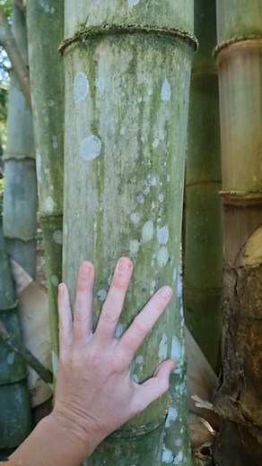 🪚🪚🪚Bamboo Workshops 🔨🔨🔨 Its Bamboo harvesting season and you are invited to our annual Bamboo Specialty Workshops. 🌱8 day Bamboot Camp Early Bird Pricing $555 (book by July 1) 🌱2 day Bamboo Essentials Weekender Communal Meals (fresh from the garden) and onsite camping included. Tickets and more info via the link in our bio. #Permaculture #SustainableLiving #BambooGarden #EcoFriendly #GreenLiving #RegenerativeAgriculture #BambooFarming #PermacultureDesign #SustainableFarming #BambooUses #