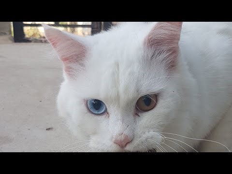 My cat hunting A drongon lizard ‪@AkBulletLike‬
