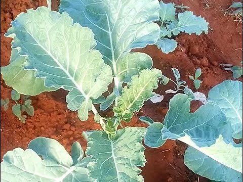 How I make a Nursery bed