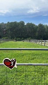 If you’ve visited our sanctuary before, you might remember the grassy alleyway that runs between our cow and sheep pastures. Usually, we mow it to keep it tidy—but today, we had a better idea! We set up a temporary gate and opened it up to let the sheep, llamas, and alpacas enjoy a surprise snack break in the alleyway. So far, only two have discovered the open gate: Kuzco the llama (of course!) and our curious girl Hope the sheep. The rest of the herd is still oblivious, but we’re pretty sure it
