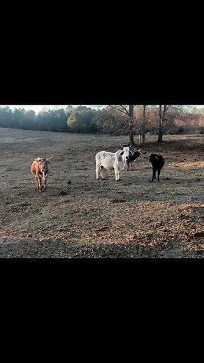 #ranchgirldreams #cattle #cows #cattlefarms #godmadeafarmer