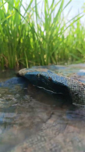 “Irrigation in Rice Farming 🌾💧 Amazing Paddy Field #shorts” #agrigrowglobal #farming #farming #agri