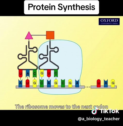 Understanding Protein Synthesis Animation in Biology