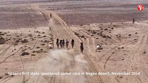 UAE saddles up for revival of camel racing in Israel's Negev to boost Bedouin heritage In a symbolic show of cultural diplomacy, the UAE ambassador met with Arad’s mayor and Bedouin leaders to support heritage-focused projects, including camel racing; the meeting follows Israel’s first state-sponsored camel race in 2024 *** The United Arab Emirates said Thursday it is backing a new cultural‑heritage initiative in Israel’s Negev Desert, aimed at preserving Bedouin Arab traditions — including rein