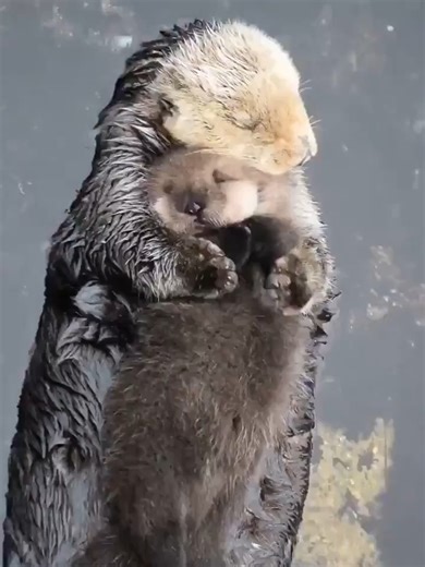 Otter Snuggle Time: Mom + Pup Edition Sea otter moms are world‑class...