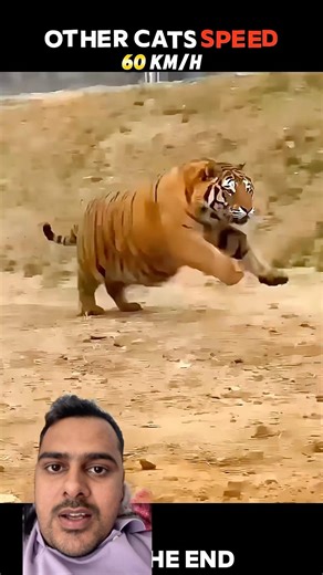 Other animals vs cheetah #music #wildlifeentertainment #animals #wildlife #lion #wolf