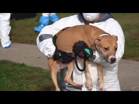 Apparent dog-fighting ring involving possibly drugged pit bull terriers busted on Long Island, NYC