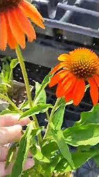Deadheading Coneflowers