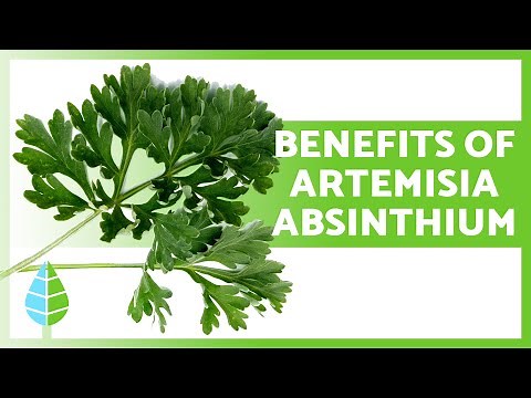 Benefits and Properties of WORMWOOD 💚 What is WORMWOOD GOOD FOR?