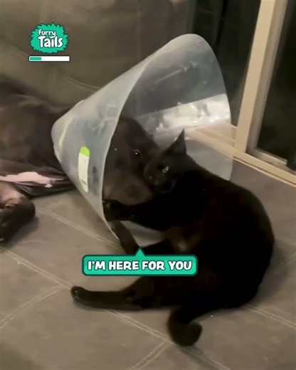 Cat Comforts Dog After Surgery 🥰