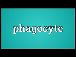 Phagocyte Meaning