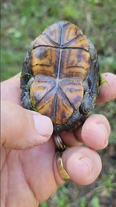 Mud Turtles 🐢 are Small and Friendly #turtle #reptiles