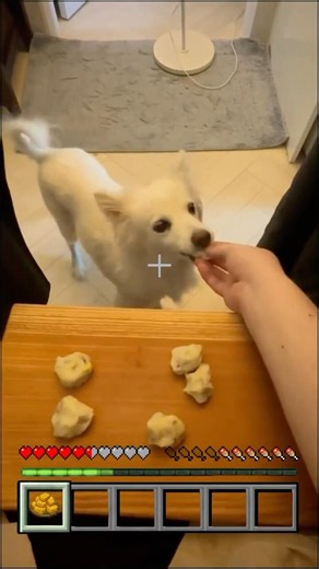 New Recipe Unlocked: Potato Bites for Dogs 🐶🥔