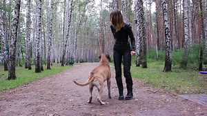 Young Woman Playing Big Dog Stock Footage Video (100% Royalty-free) 2745728 | Shutterstock