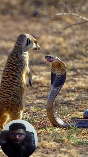 Unstoppable Meerkat Fights a Cobra in the Wild Speed vs Venom