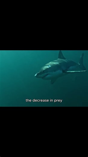 ''Megalodon Documentary: the Monster Shark That Dominated the Ancient Seas'' #megalodon
