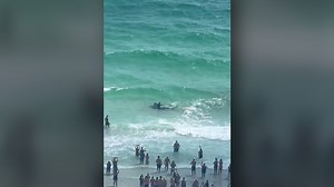 Watch shark and stingray fight near Florida beach