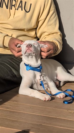 Jagger ❤️ Who loves ear rubs? Jag does! This little guy loves to sun bathe and line up with the other k9 residents for Papa's ear rubs. He loves to play with other pups in the house, walking well on the leash, and doing fabulously at potty training with frequent trips outside. He is not a huge fan of crating but we are setting him up for success by making his crate cozy, feeding him in it, putting in his favorite toys, a chew stick and covering it at night so it's like a little den. He is learni