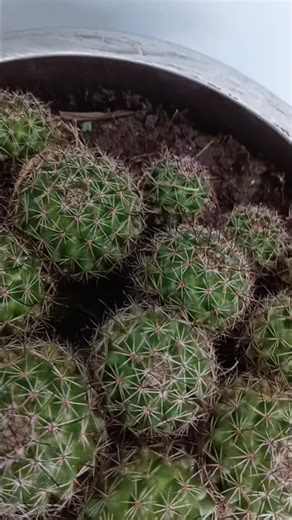 Read Me on Instagram: "Bukan sekadar bookmark, greetings ucapan salam atau pun sapaan dalam bahasa arab mulai dari sobahul khair, Masaaul khair, lailah saaidah, belakang plain untuk tulis nama sendiri. Shimmering cantik bila terkenq cahaya matahari atau lampu.Simpan buku atau jurnal.ksygn biskita, Sebaiknya elak air utk penjagaan rapi , dan mudah dibawa ke dalam bag tanpa khuatir bookmark akan pinyik kata orang Brunei. Dapatkan skrg 6 set bookmark, sbb lps ni hanya pre order ..."