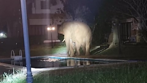 Wild elephant dips its trunk into hotel swimming pool
