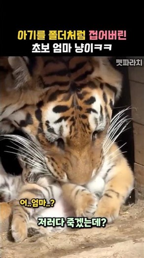 Newbie cat mom accidentally folds her kitten like a flip phone lol #animals #tigers