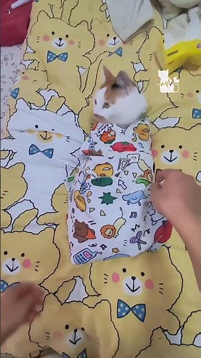 How to make a cat burrito wrap | how to purrito a cat | cat burrito technique