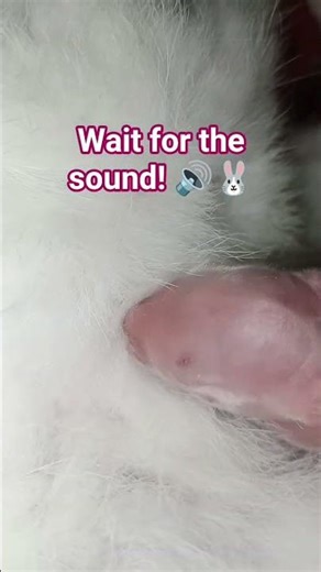 Baby Rabbit Chirping Sound! So Cute 😍 #bunnies #viral #shorts