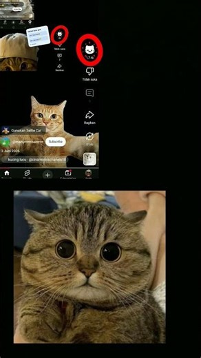 Duet? your pfp cat hehehe😅 #amnewbutnottheleast