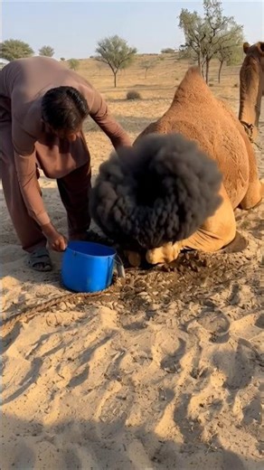 Man Uses Black Smoke to Assist Camel Delivery
