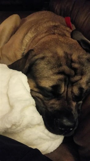 43K views · 5.5K reactions | Hogan barking and snoring in his sleep as a big puppy. He is twice as loud and even howls like a wolf in sleep now. #BIGBOYBARK. | Hogan's Adventures | Facebook
