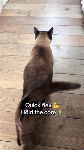 Workout - Neville style. Stretch & flex! #CatTok #Relateable #gymhumor #catlover #siamese