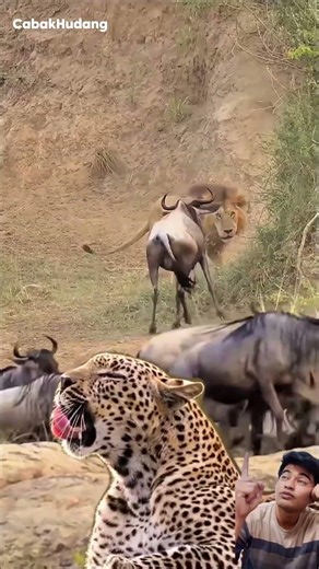 EPIC MIGRATION ‼️ Buffalo Fights Back #shorts #animals