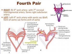 Development of Aortic arches
