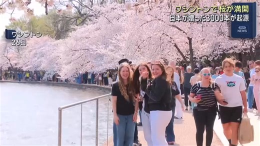 🚨BREAKING: Just look at these incredibly BEAUTIFUL 3,000 cherry trees gifted to the USA from Japan that are in FULL BLOOM now!God bless Japan for this beautiful gift!Follow: @BoLoudon