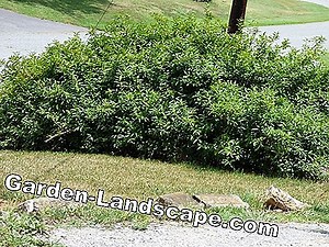 Plants: Ornamental shrubs   ornamental shrubs - care, cut | 2025