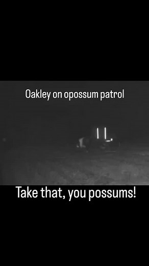 Any opossums watching will definitely steer clear now! | Four Winds Farm Maine